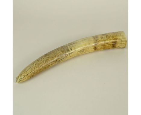 Ivory Walrus Tusk. Minor loss to end, age splits. Measures 13" L. This item will only be shipped domestically and was legally