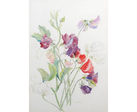 K. E. Jarvis (20th century) Sweet peas  watercolour, signed lower right 35.5cm x 25cm