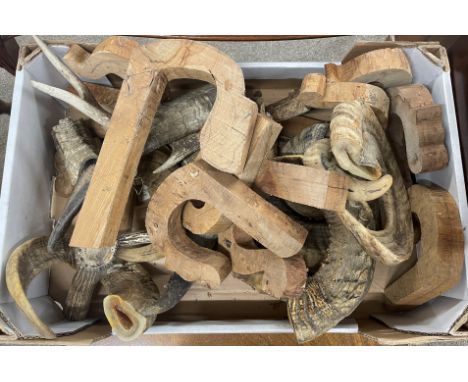 Box of rams horns &amp; wooden shepherd stick crook blanks for carving&nbsp;