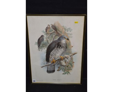 A hand coloured lithograph, by John Gould and Henry Constantine Richter - "Pernis Apivorus" (honey buzzard).