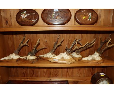 Six roe deer antler hunting trophy's