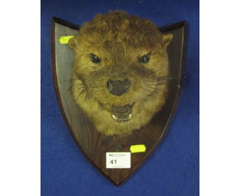 Mounted otter mask on shield shaped oak panel.