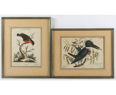 ZWEI VOGELSTICHE, koloriert, 23 x 29,5, von Johann Michael Seligmann, M.18.Jh., R.