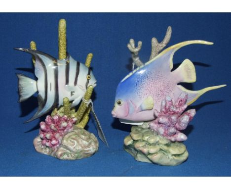 A Royal Worcester Spade fish, 3579, 13 cm high, and another, Blue Angel fish, 3574, 12.5 cm high (restored) (2)