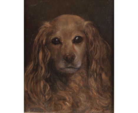 John Foulger (1942-2007)Portrait of a Spaniel signed, oil on board, 26cm x 20.5cm 