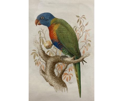 Richard Hurst (Late 19th Century) 'The Blue-Bellied Lory', a study of a Rainbow Lorikeet, watercolour and pencil, titled in p