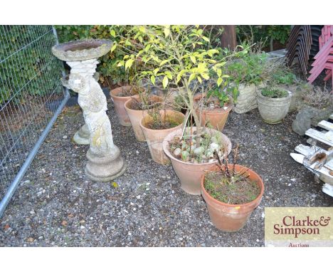 Four terracotta planters and contents together with a plastic planter and contents