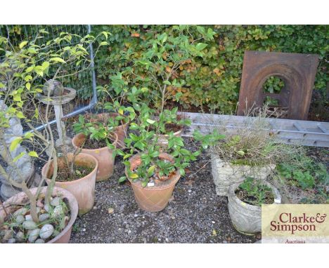 Two glazed planters and contents together with a plastic planter and contents