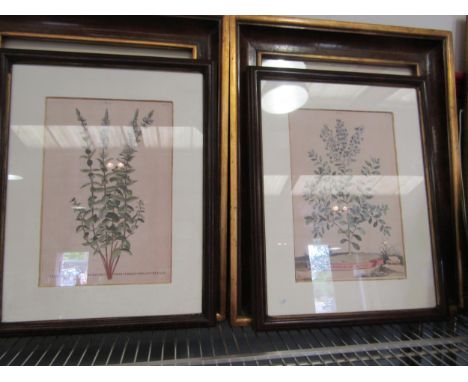 A collection of framed botanical prints and a monotoned photographic print (5) 