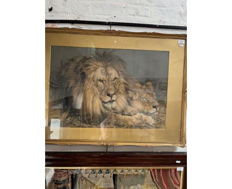 An early 20th century Pears print after Edwin Landseer (1802-1873), Lions, 69cm x 46.5cm, framed and glazed, gilt frame 74cm 