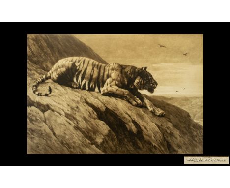 Herbert Dicksee Pencil Signed Etching of a Tiger Sitting on a Rock Surveying the Area Beyond. Published by Frost and Reed, Lo