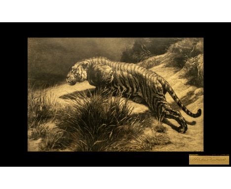 Herbert Dicksee Pencil Signed Etching of a Tiger, with a blind stamp.  Published by Frost and Reed (1919).  HD 1919.  Framed 