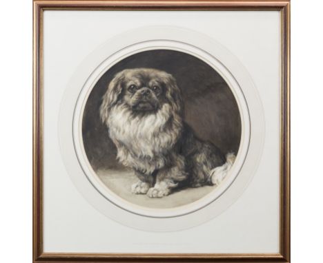 ATTRIBUTED TO HERBERT THOMAS DICKSEE RA (BRITISH 1862 - 1942),PORTRAIT OF A PEKINGESE watercolour on paper heightened with wh
