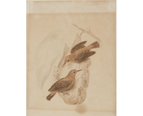 Samuel Howitt,  British c.1765-1822- Seven Studies of birds; each pencil and watercolour on paper, six signed 'Howitt', four 