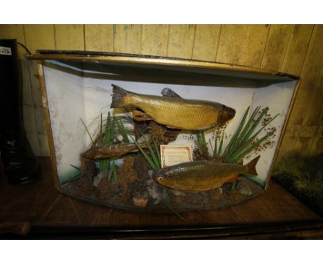 Late Victorian taxidermy display, chub, roach and Loch Stennis trout