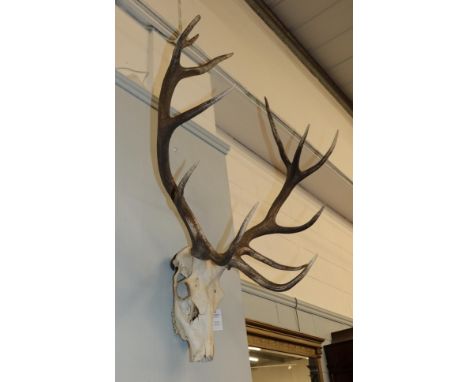 Antlers/Horns: European Red Deer (Cervus elaphus), adult stag antlers on upper skull, Royal - 12 points (6+6), widest span 83