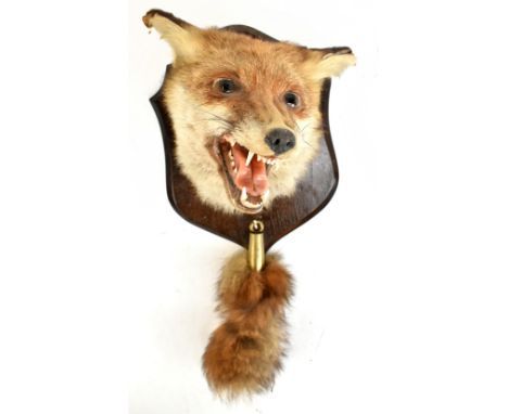 TAXIDERMY; a fox head and brush mounted on to a stained pine back plate with label verso for J. Crewdson Taxidermist, length 