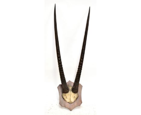 TAXIDERMY; a mounted pair of gazelle antlers, on oak shield shaped backplate, overall length 106cm.Additional InformationGene
