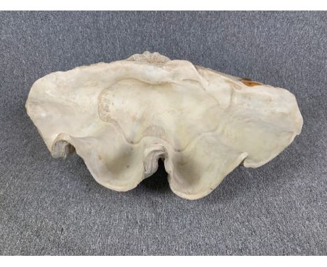 A fibreglass model/replica of a giant clam shell. H.30 W.72 D.50cm 