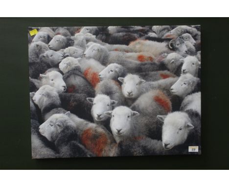 Canvas print of flock of sheep