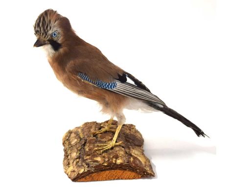 20th century Taxidermy Eurasian Jay (Garrulus glandarius) mounted on wooden log 