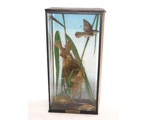 Is a Late Victorian taxidermy cased diorama of two Reed Warblers (Acrocephalus scirpaceus) by John Evans of Bourne with label