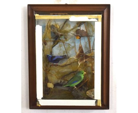 Late Victorian / early 20th century taxidermy diorama of exotic birds of paradise to include humming birds, cobalt rumped par