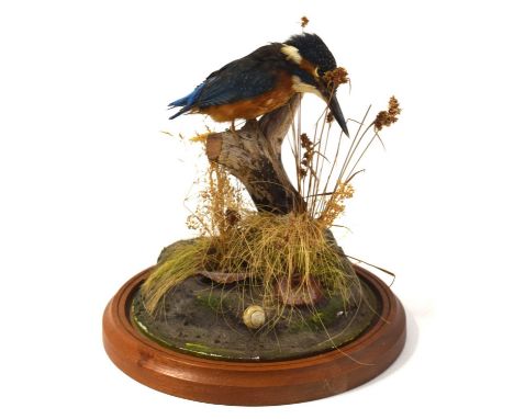 20th century / modern Taxidermy common Kingfisher (Alcedo atthis) set of branch amongst naturalistic setting of grasses. (a/f