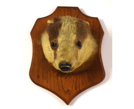 20th century Taxidermy Badger mask on wooden shield