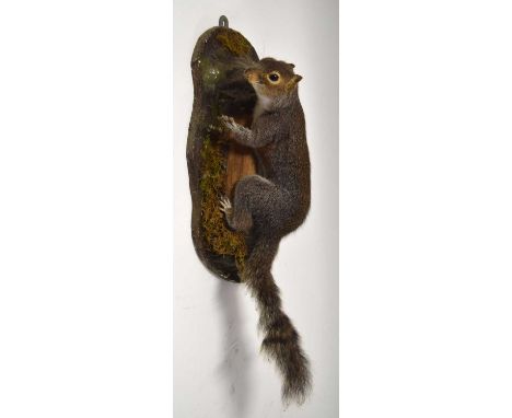 Modern taxidermy wall mounted grey squirrel (Sciurus carolinensis) set on tree trunk and set in naturalistic setting attribut