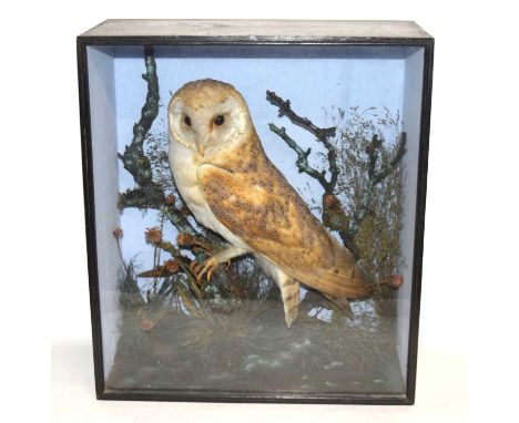 Late Victorian Taxidermy cased Barn Owl (Tyto alba) set in naturalistic setting perched on branch with flora foliage of grass