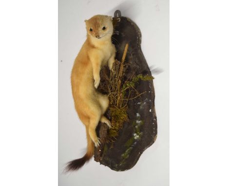 Modern Taxidermy wall mounted Stoat (Mustela erminea) on branch and naturalistic setting by Norfolk Taxidermist H.R.Bennets w