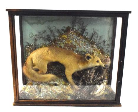 Late 19th / Early 20th century taxidermy cased Fox (vulpes vulpes) attacking a chicken, set in naturalistic setting with gras