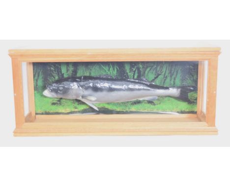 Modern Taxidermy cast model cased Seabass fish by taxidermist M.Dobson (label to back of fish) in light oak case measuring: 1