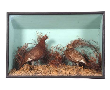 Victorian taxidermy cased brace of Grouse by Taxidermist Joseph Walton, set in naturalistic moorland setting with heather and