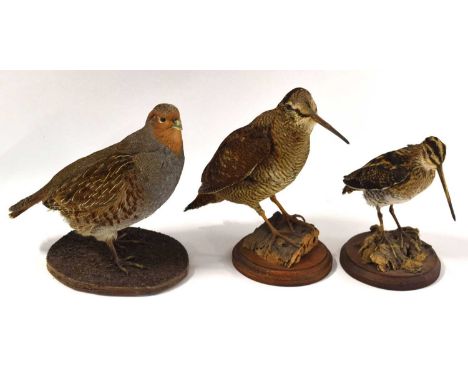 Three modern Taxidermy game birds to include English Gray partridge, Snipe and woodcock all set free standing on wooden bases