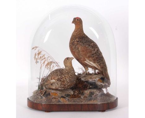 Very well done Victorian taxidermy Brace of Red Grouse (Lagopus lagopus) possibly done by Ashmead of London, under large glas