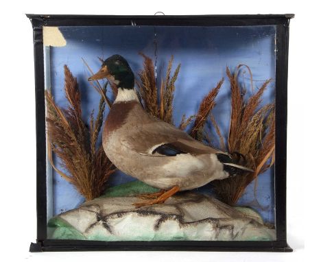 Victorian Taxidermy Male Mallard Duck (Anas platyrhynchos) in black pine case set in naturalistic setting. Case measurements: