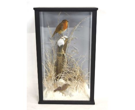 A very good quality 21st century taxidermy winter diorama of a Robin and Wren in winter diorama landscape. Robin sat on handl