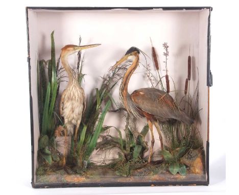 Large 19th century taxidermy cased Adult male and male juvenile Purple herons (Ardea purpurea) set in naturalistic setting wi