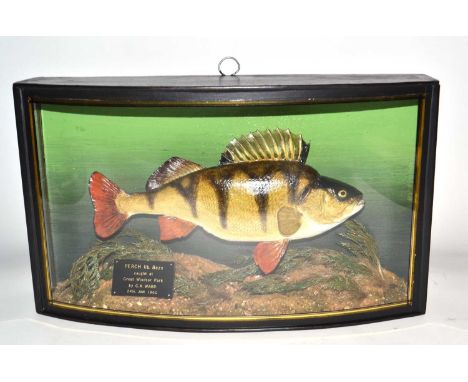 20th Century taxidermy cased Perch, set in naturalistic setting with bow front glass case with plaque "Perch 1lb 8oz, caught 