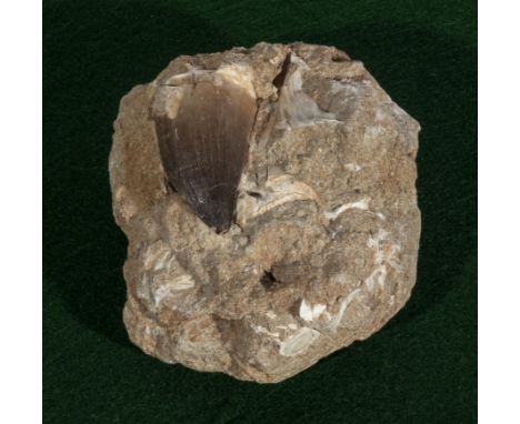 Large fossil Mosasaur tooth
