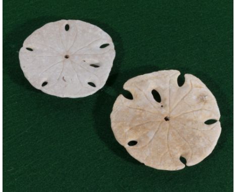 Two fossil sand dollars (sea urchins)