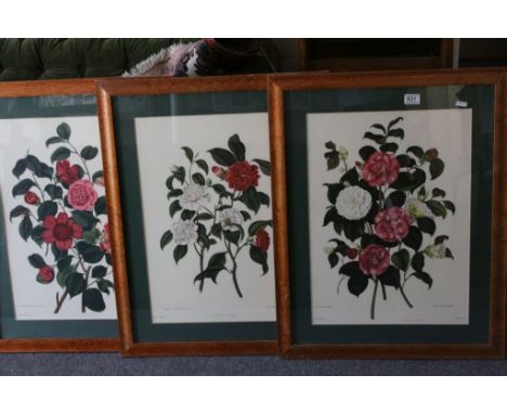 Set of 3 wooden framed botanical prints 