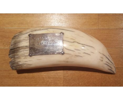 A 19thC sperm whale tooth bearing silver plaque - 'A gift to me from CAKOBAU Fiji 1853', 6.25". Cakobau was the king of Fiji.