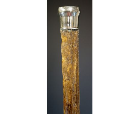 A pizzle stick with silver terminal inlaid with ivory roundel with continuous guilloche border, metal ferule, 89cm long