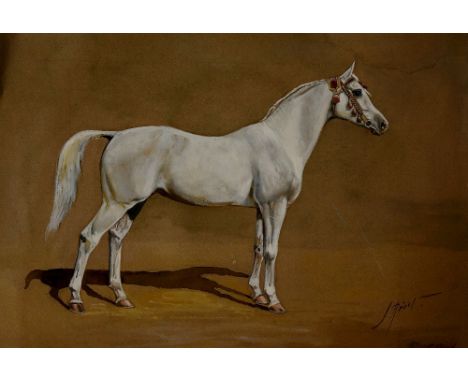 J Raist ? - portrait of a white filly, watercolour heightened with bodycolour, signed lower right, 23cm x 34cm, framed