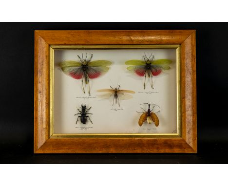 Natural History Interest Box Framed And Mounted African Insects To include two African Rainbow Grasshoppers, Domino Beetle, F