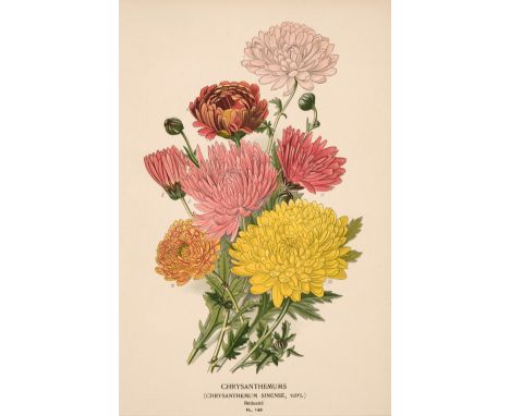 * Botanical. A collection of approximately 230 prints, mostly 19th and 20th-century, engravings and lithographs including exa