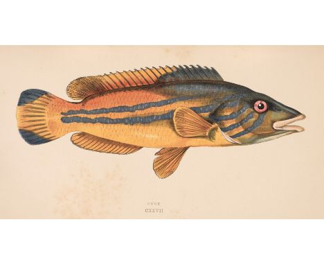 Couch (Jonathan). A History of the Fishes of the British Islands, 4 volumes, London: George Bell &amp; Sons, 1877-78, 252 han